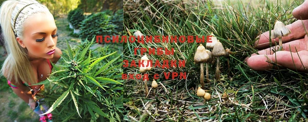 сатива Балахна